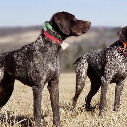 German Shorthaired Pointers from RedGate Kennels