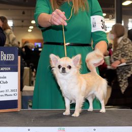 Chihuahuas from XO Chihuahuas
