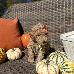 Aussiedoodle and Bernedoodle Puppies from Magnolia Grove Farms