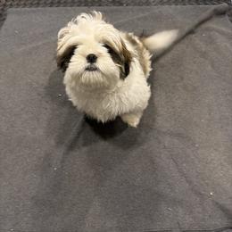 Bandit - Silver gold and white male Shih Tzu puppy in Spartanburg, South Carolina from Vicky‘s precious paw’s