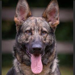 Orla - German Shepherd