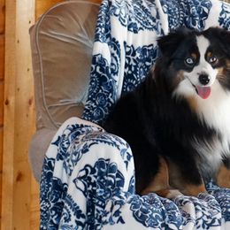 Aussiedoodles, Miniature Australian Shepherds, and Toy Australian Shepherds from Lindsey’s Aussies