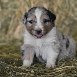 Australian Shepherd Puppies from 10-BAR-Y RANCH