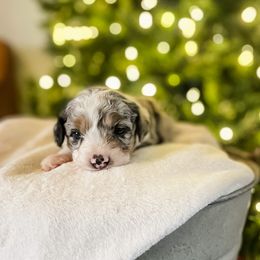Marigold - Blue merle female Aussiedoodle puppy in Sharpsburg, Georgia from Steindoodles