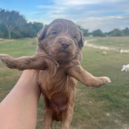 Corn flakes - Red  female Goldendoodle puppy in Point, Texas from Tiny Paws Goldendoodles
