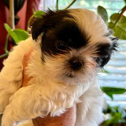 Bentley - Black and white male Shih Tzu puppy in Victorville, California from Precioustzus