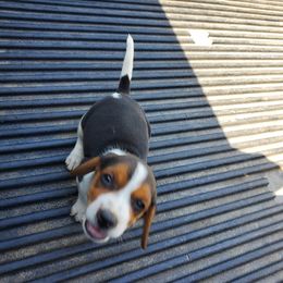 Girl 2 - Black tan and white female Beagle puppy in Lemoore, California from Linda's Puppies