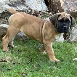Pink collar - Brown female Boerboel puppy in Prattville, Alabama from Indian Ridge Boerboels