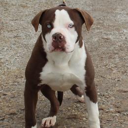 Alapaha Blue Blood Bulldog puppies from Eclipse Alapaha Kennels