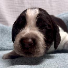 6 - Liver white and roan male English Springer Spaniel puppy in Natural Bridge, Virginia from Sara's English Springer Spaniels