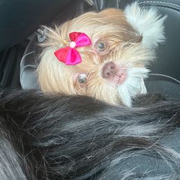 Shih Tzu Puppies from Diamond Paws LLC