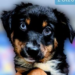 Petro - Black tri male Miniature Australian Shepherd puppy in Punta Gorda, Florida from Christie's Creekside Aussies