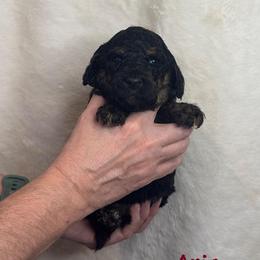 Aria - Phantom female Goldendoodle puppy in Sanderson, Florida from Serenity Goldendoodles