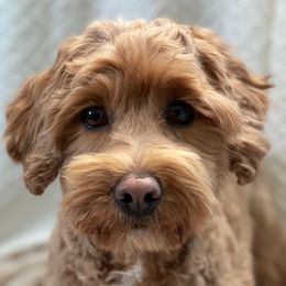 Gracie - Australian Labradoodle