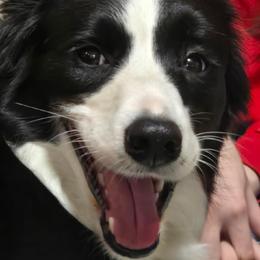 Clover - Border Collie