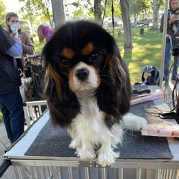 Gertie - Cavalier King Charles Spaniel