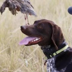 German Shorthaired Pointer All Grown Up from Silver Mountain Pointers