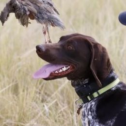 German Shorthaired Pointer All Grown Up from Silver Mountain Pointers