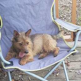 Australian Terriers and Cairn Terriers from Cedar Forrest Terriers LLC (Cairns & Australian Terriers)