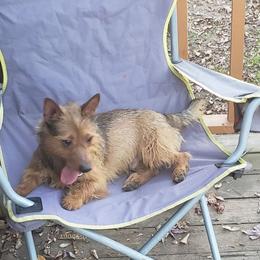 Australian Terriers and Cairn Terriers from Cedar Forrest Terriers LLC (Cairns & Australian Terriers)