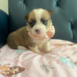Kira - Red female Pembroke Welsh Corgi puppy in New Waverly, Texas from Corgie & Cream Paradise