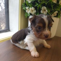Brown collar - Parti male Yorkshire Terrier puppy in Mcconnellsburg, Pennsylvania from Buffy's Little Blessings