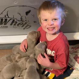 Weimaraner Puppies from Ball Bluff Kennel