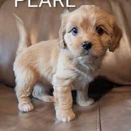 Pearl - Cream female Cavaton puppy in Waukesha, Wisconsin from A Little Dog'll Do Ya