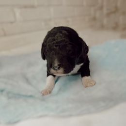 Poodle Puppies from Simplicity Poodles