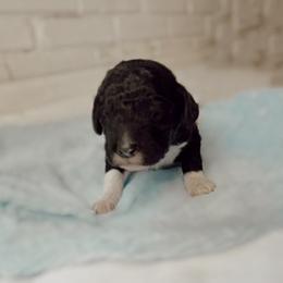 Poodle Puppies from Simplicity Poodles