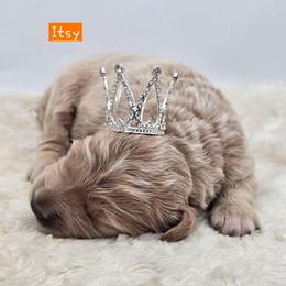 Itsy - Apricot female Goldendoodle puppy in Neillsville, Wisconsin from Granton Creek