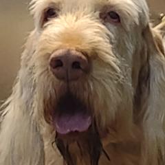 Goose - Spinone Italiano