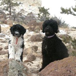 Portuguese Water Dogs from Agua Viva