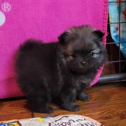 Pomeranian Puppies from JaElle Pomeranians