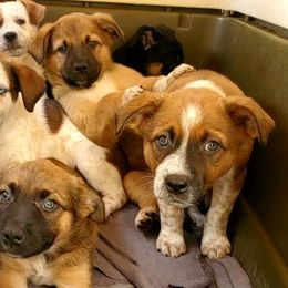 Australian Cattle Dogs, Australian Shepherds, and Companion Crosses from Silver Bitch Stables