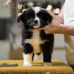 Girl 3 - Black and white female Border Collie puppy in Bryantown, Maryland from Bellaclan Border Collies