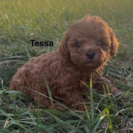 Tessa - Red  female Poodle puppy in Chattanooga, Tennessee from Ross Vegas Kennels