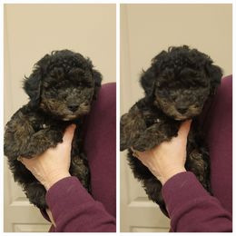 Boy 1 - Phantom male Golden Aussiedoodle puppy in Collinston, Utah from Country Sunshine