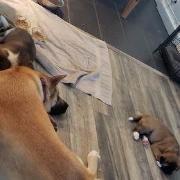 Akita Puppies from Mizuki Akita LLC.
