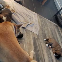 Akita Puppies from Mizuki Akita LLC.