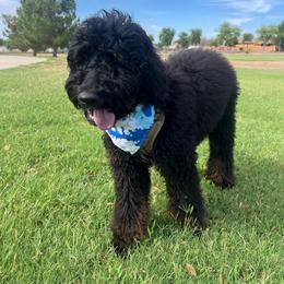 No Fuss Gus - Phantom male Bernedoodle puppy in Chandler, Arizona from Phoebe's Bebies