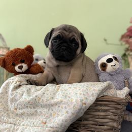 Walter GRAY COLLAR - Fawn male Pug puppy in Hesperia, Michigan from Manistee Farms