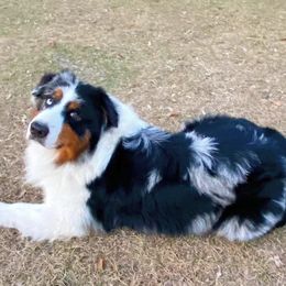 Stetson - Australian Shepherd