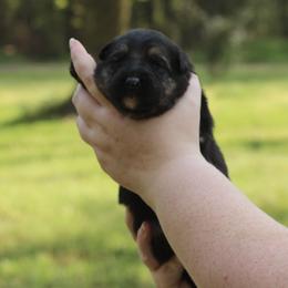 Girl 4 - female German Shepherd puppy in Mississippi from GH
