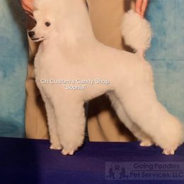 Sophia - Poodle