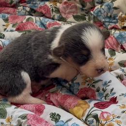 Sabrina - Gray and white female American Corgi puppy in Graham, Texas from Wild West Corgis