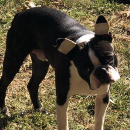 Finn - Boston Terrier