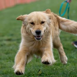 Australian Shepherd and Golden Retriever All Grown Up from Shadomoon