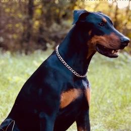 Ruby - Doberman Pinscher