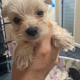 Ripley - Tan female Morkie puppy in Winston Salem, North Carolina from Patty’s Paws
